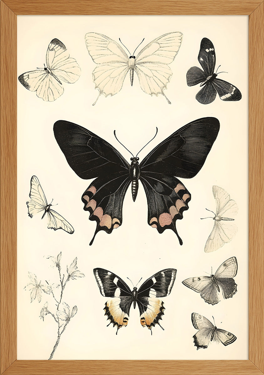 Siyah-Beyaz Kelebekler Posteri
