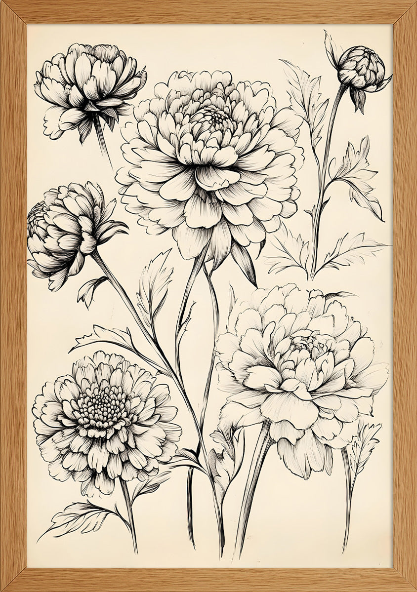 Dahlia Çiçeği Çizim Posteri