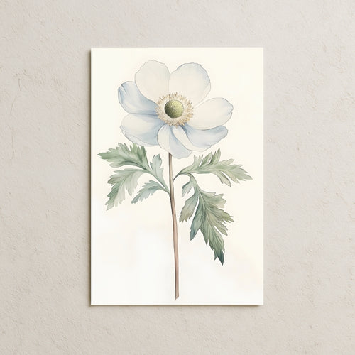 Beyaz Anemon Çiçeği Posteri