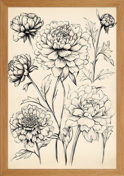 Dahlia Çiçeği Çizim Posteri
